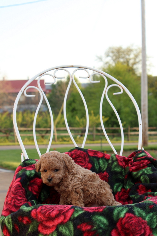 puppy, for, sale, Toy Poodle, Matthew B. Stoltzfus, dog, breeder, Gap, PA, dog-breeder, puppy-for-sale, forsale, nearby, find, puppyfind, locator, puppylocator, aca